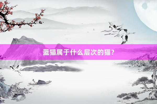 蓝猫属于什么层次的猫？